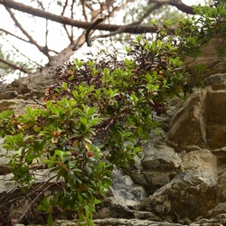 2015-07 Savoie/Essaillon/DSC_0177.JPG